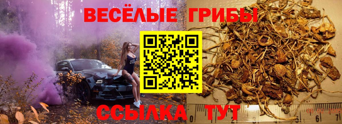 где купить наркотик  Псилоцибиновые грибы MAGIC MUSHROOMS  Борзя  Вход с VPN  Галлюциногенные грибы MAGIC MUSHROOMS 